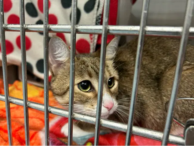 Lena - Domestic Short Hair