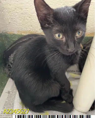 Sandy - Domestic Short Hair