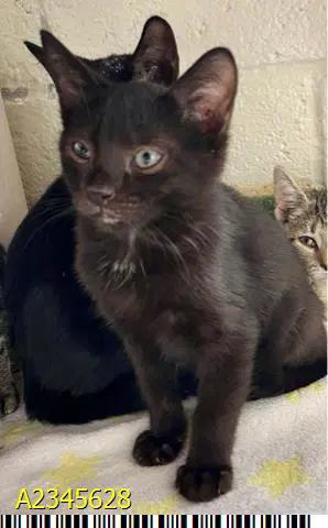 Mia - Domestic Short Hair