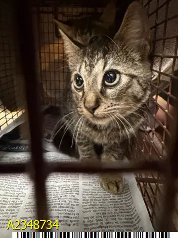 Bean Sprout - Domestic Short Hair