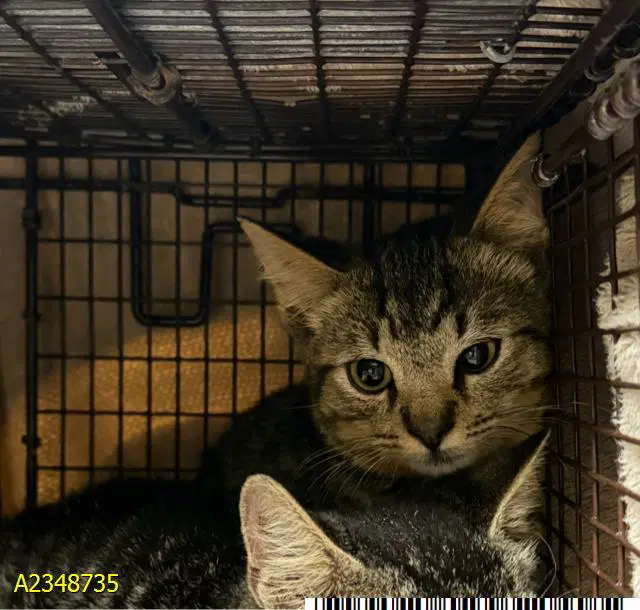 Lima Bean - Domestic Short Hair