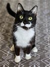 adoptable Cat in , ND named Halo--In Foster