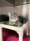 adoptable Cat in , ND named Hannah--In Foster