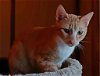 adoptable Cat in , ND named Hei Hei--In Foster***ADOPTION PENDING***