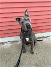 adoptable Dog in , ND named Ham Bone--In Foster