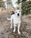 adoptable Dog in  named Trek--In Foster