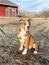 adoptable Dog in , ND named Gorgonzola--In Foster