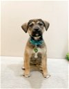 adoptable Dog in  named Ronnie