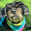 adoptable Dog in alexandria, VA named Tilly