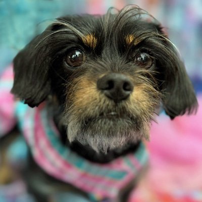 adoptable Dog in Alexandria, VA named Tilly