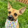 adoptable Dog in  named Ruby
