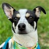 adoptable Dog in alexandria, VA named Libby