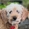 adoptable Dog in Alexandria, VA named Liberty