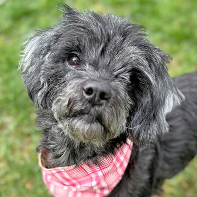 picture of the dog needing adoption