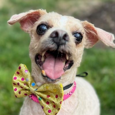 picture of the dog needing adoption