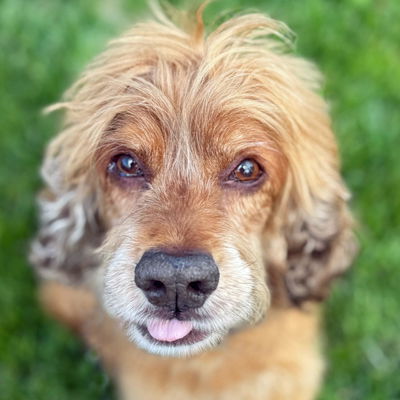 picture of the dog needing adoption
