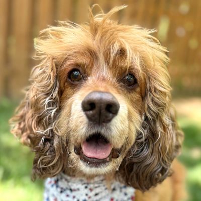picture of the dog needing adoption