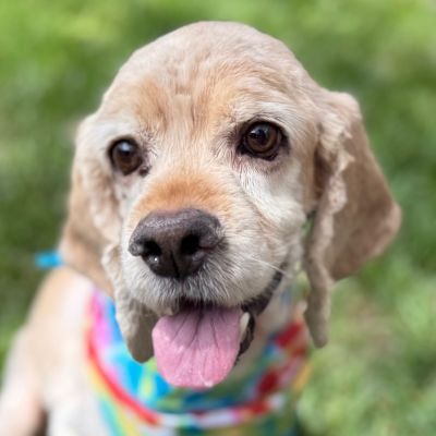 picture of the dog needing adoption
