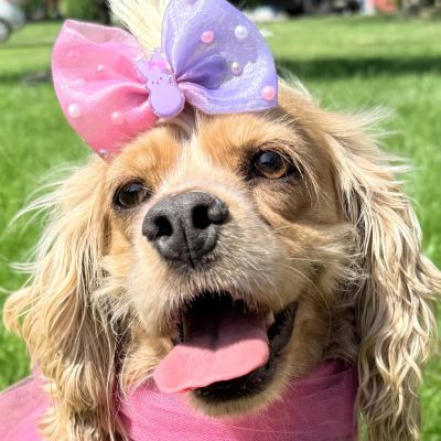 picture of the dog needing adoption