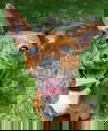 Macie