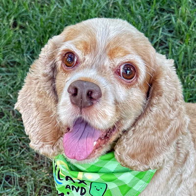 adoptable Dog in Alexandria, VA named Delilah