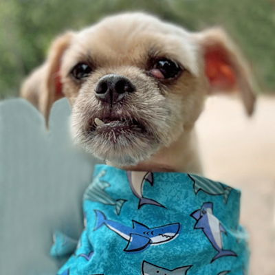 adoptable Dog in Alexandria, VA named Chuck