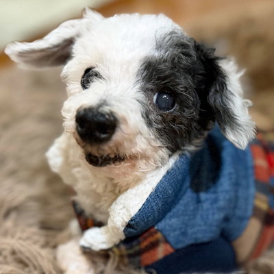 picture of the dog needing adoption