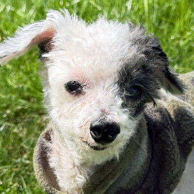 Teddy, an adoptable Poodle in Arlington, VA