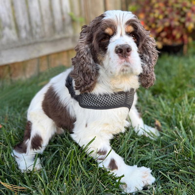Photo of Elsa