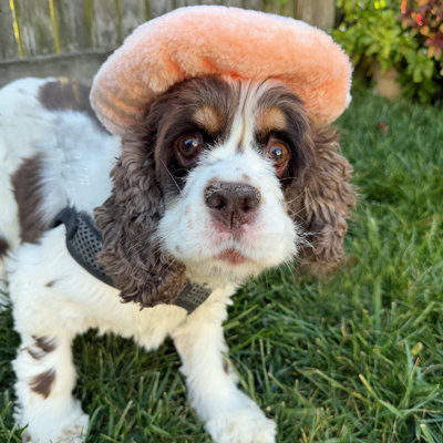 picture of the dog needing adoption