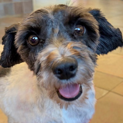 picture of the dog needing adoption