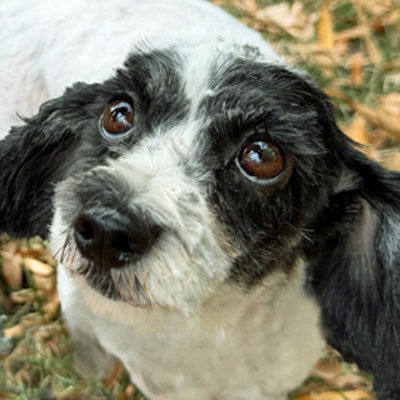 Molly