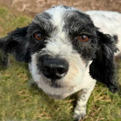 Molly