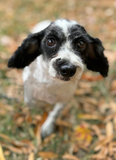 Molly