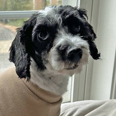 picture of the dog needing adoption