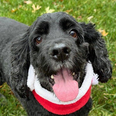 picture of the dog needing adoption