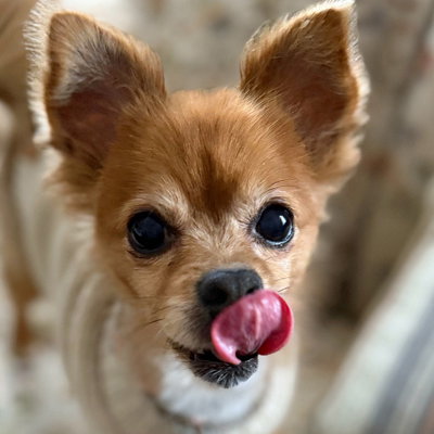 picture of the dog needing adoption