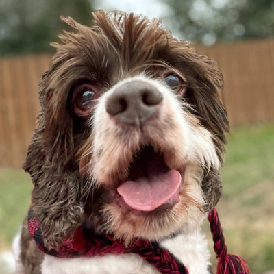 Cocker Spaniel