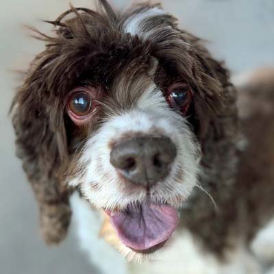 Shiloh, an adoptable Cocker Spaniel in Arlington, VA