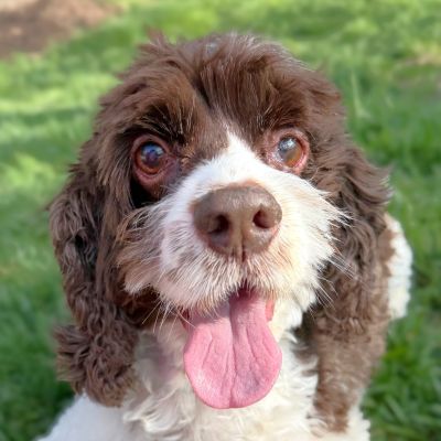 Shiloh, an adoptable Cocker Spaniel in Arlington, VA