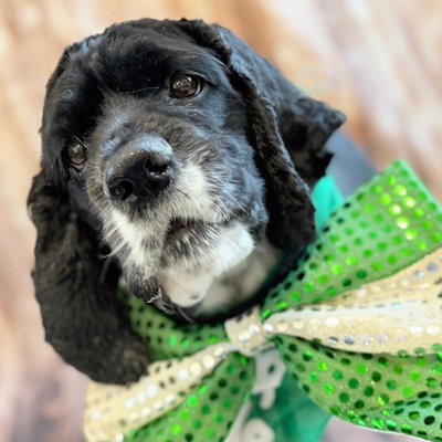 Cocker Spaniel
