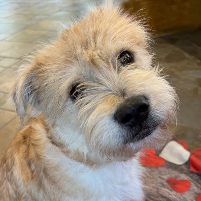 Beau
