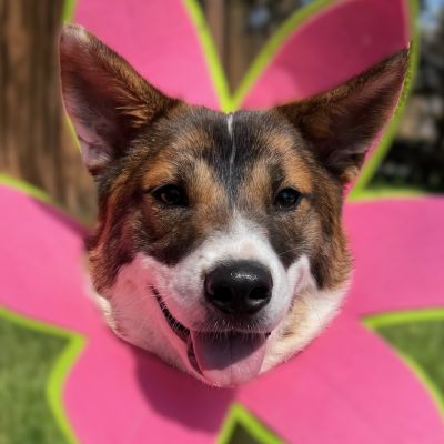 Posey, an adoptable Corgi in Arlington, VA