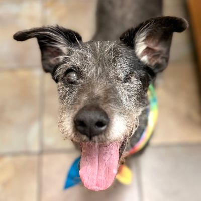 Bella, an adoptable Schnauzer in Arlington, VA