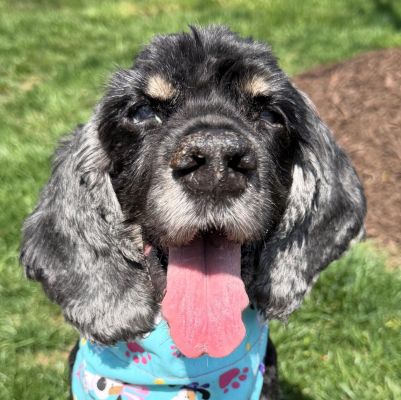 Jet, an adoptable Cocker Spaniel in Arlington, VA