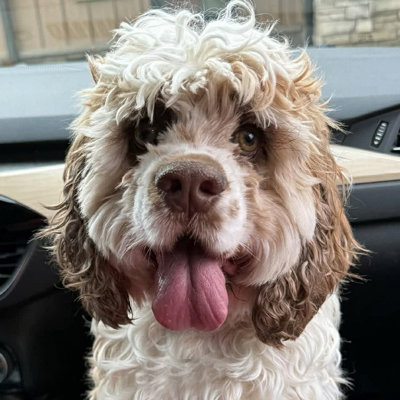 Mackey, an adoptable Cocker Spaniel in Arlington, VA