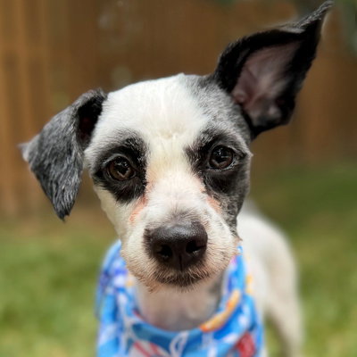 Chef, an adoptable Terrier in Arlington, VA