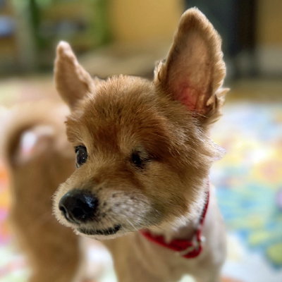 Remi photo 11