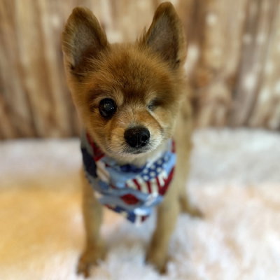 Remi photo 4