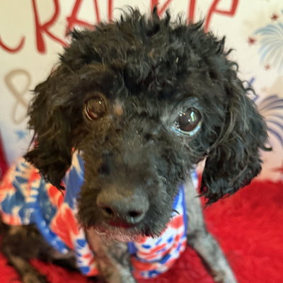 Stella, an adoptable Poodle in Arlington, VA